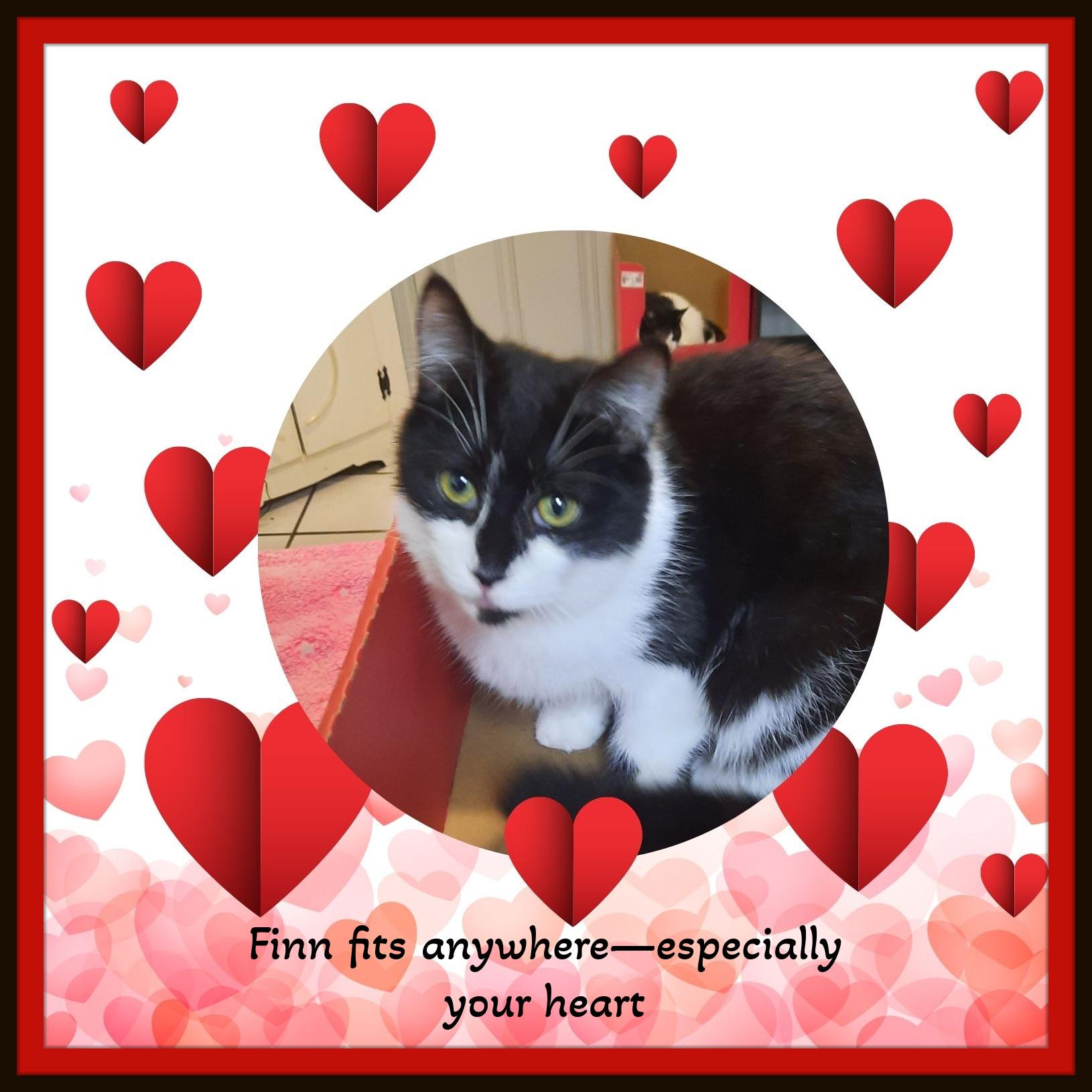 Enlarge Love at first purr, courtesy of Finn, a ADOPTABLE Domestic Short Hair in Winston Salem, NC image 2/3