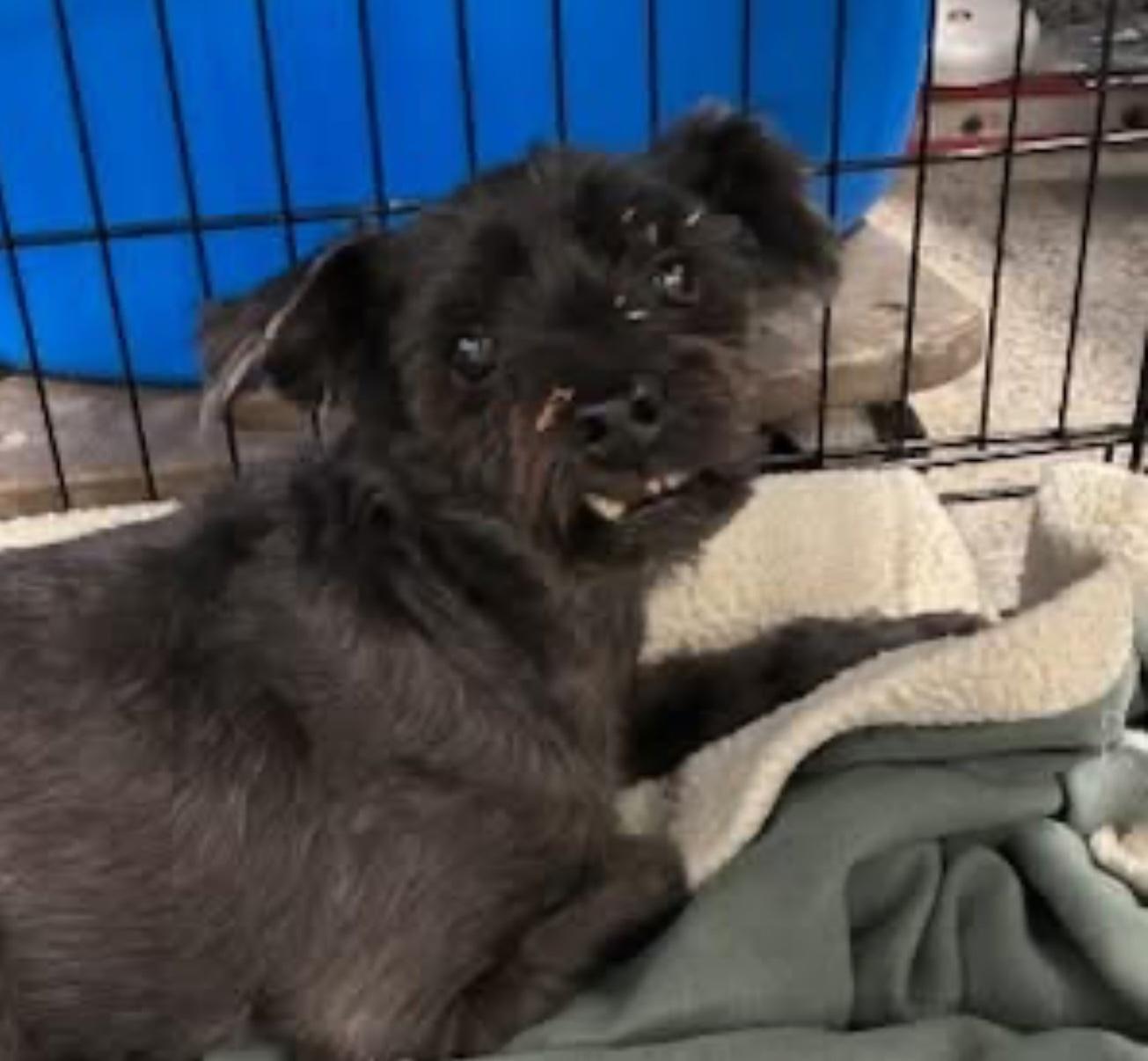 JD, ADOPTABLE, Senior Male Miniature Schnauzer.