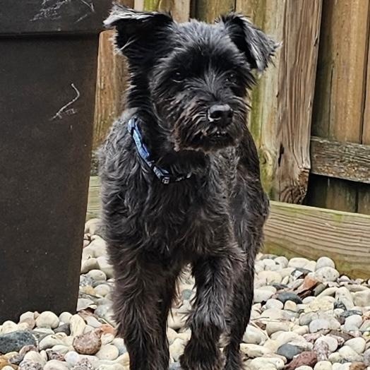 JD, ADOPTABLE, Senior Male Miniature Schnauzer.
