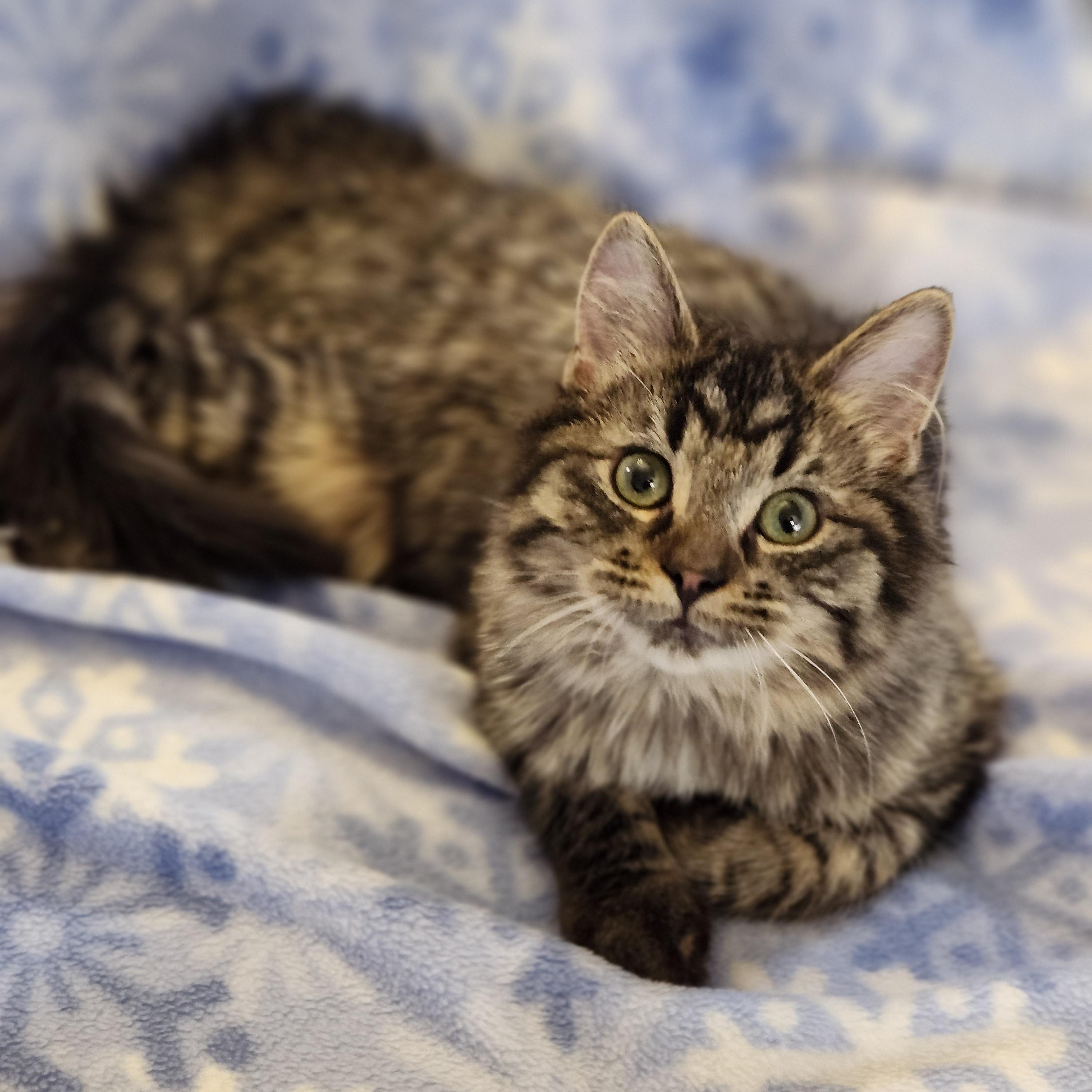 Enlarge Pip, an adopted mixed breed in Wild Rose, WI image 1/6