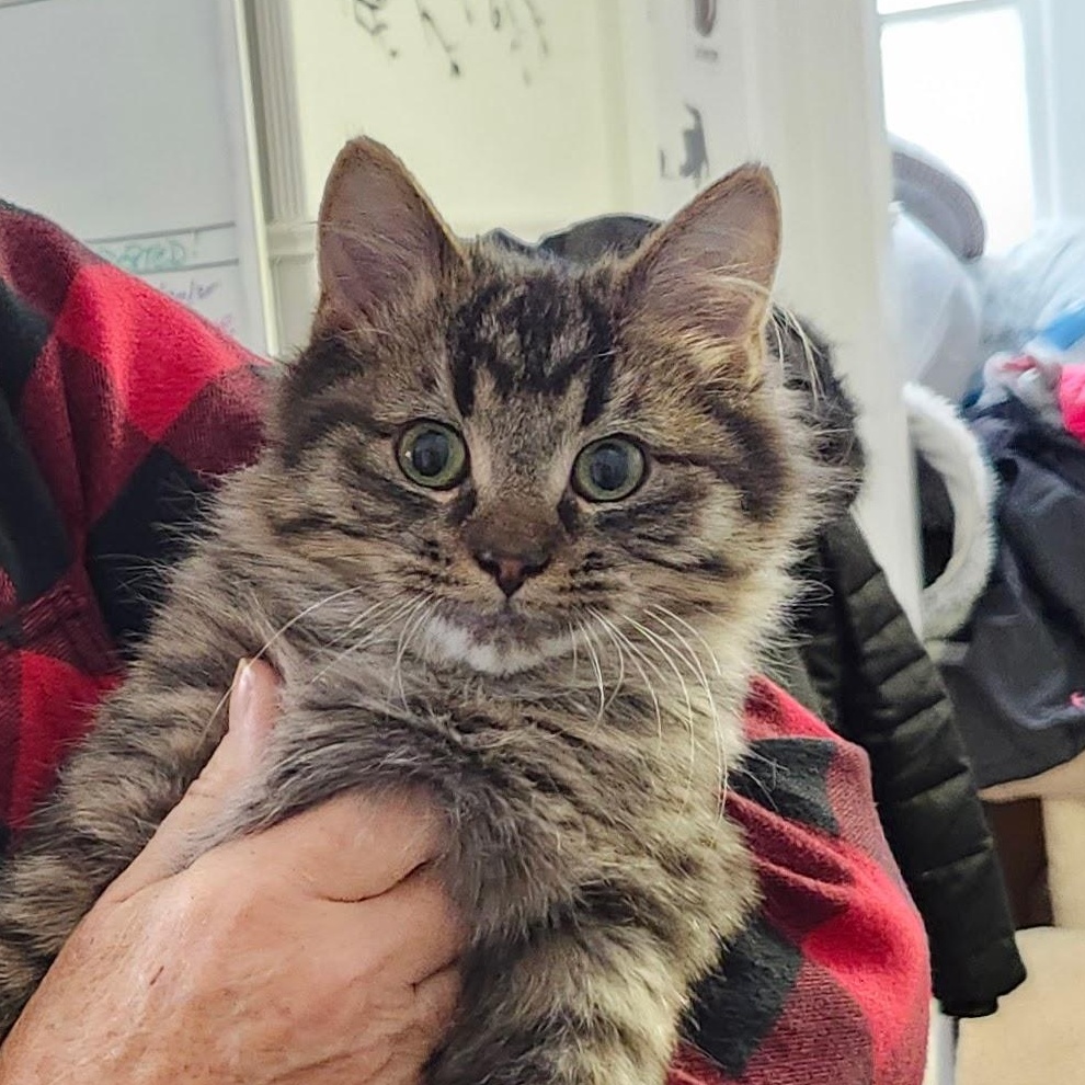 Enlarge Pip, an adopted mixed breed in Wild Rose, WI image 2/6