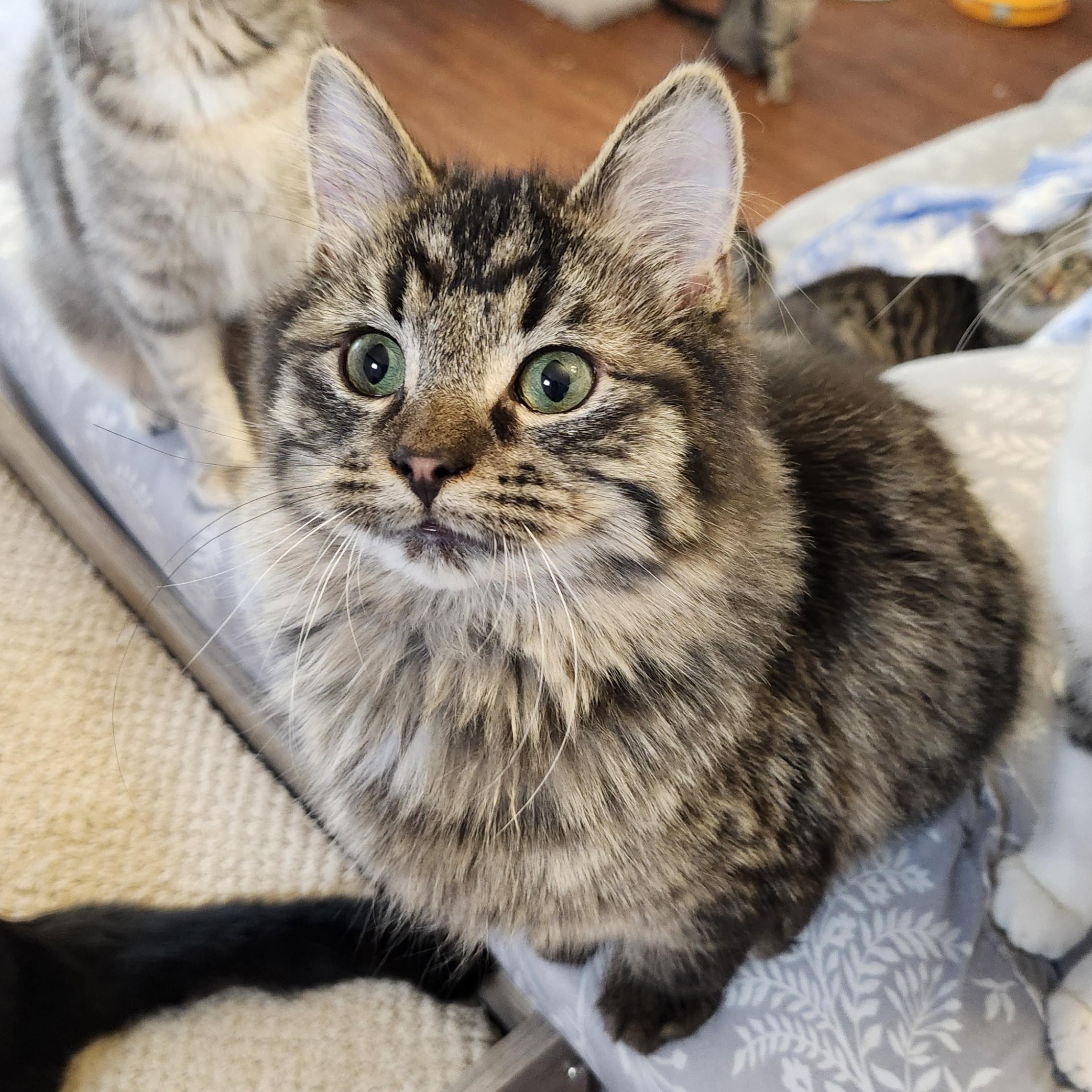 Enlarge Pip, an adopted mixed breed in Wild Rose, WI image 3/6