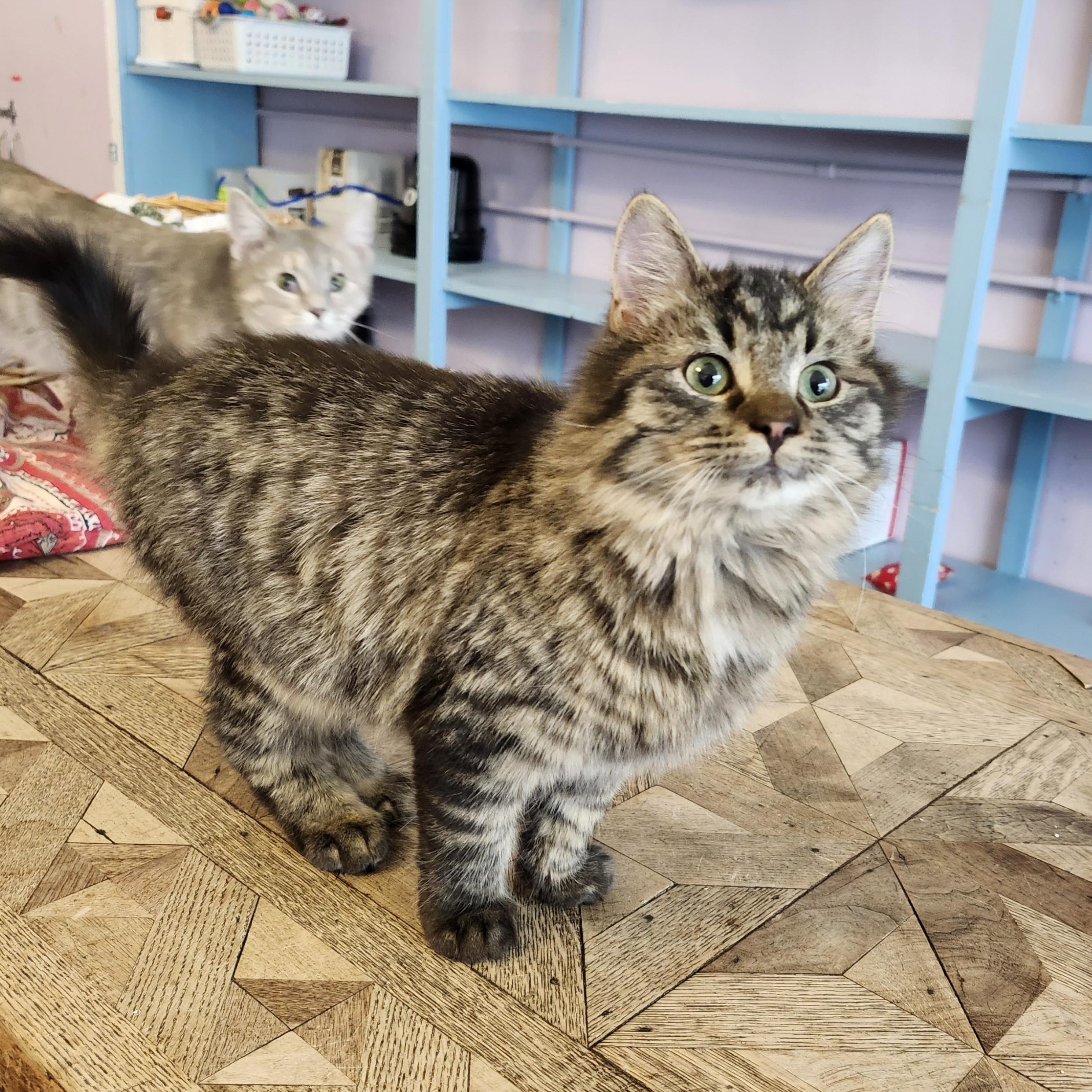 Enlarge Pip, an adopted mixed breed in Wild Rose, WI image 4/6