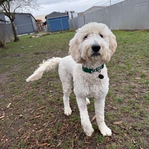 Will Ferrell, Adoptable, Young Male Mixed Breed.