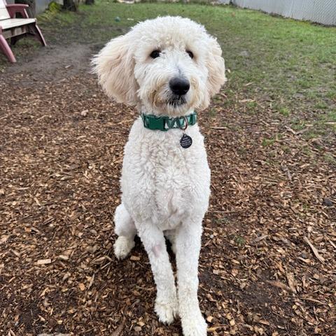 Enlarge Will Ferrell, a Adoptable Mixed Breed in Washougal, WA image 2/6