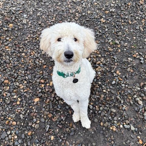 Enlarge Will Ferrell, a Adoptable Mixed Breed in Washougal, WA image 3/6