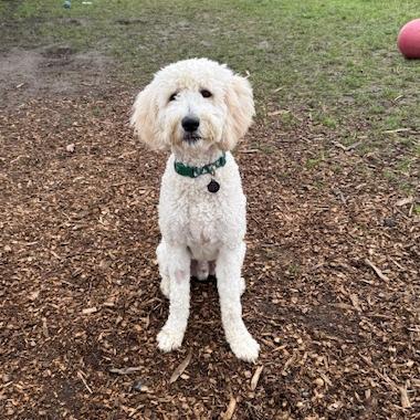 Enlarge Will Ferrell, a Adoptable Mixed Breed in Washougal, WA image 5/6