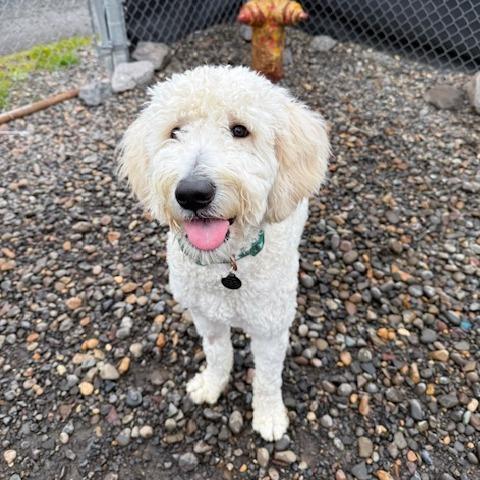 Enlarge Will Ferrell, a Adoptable Mixed Breed in Washougal, WA image 6/6