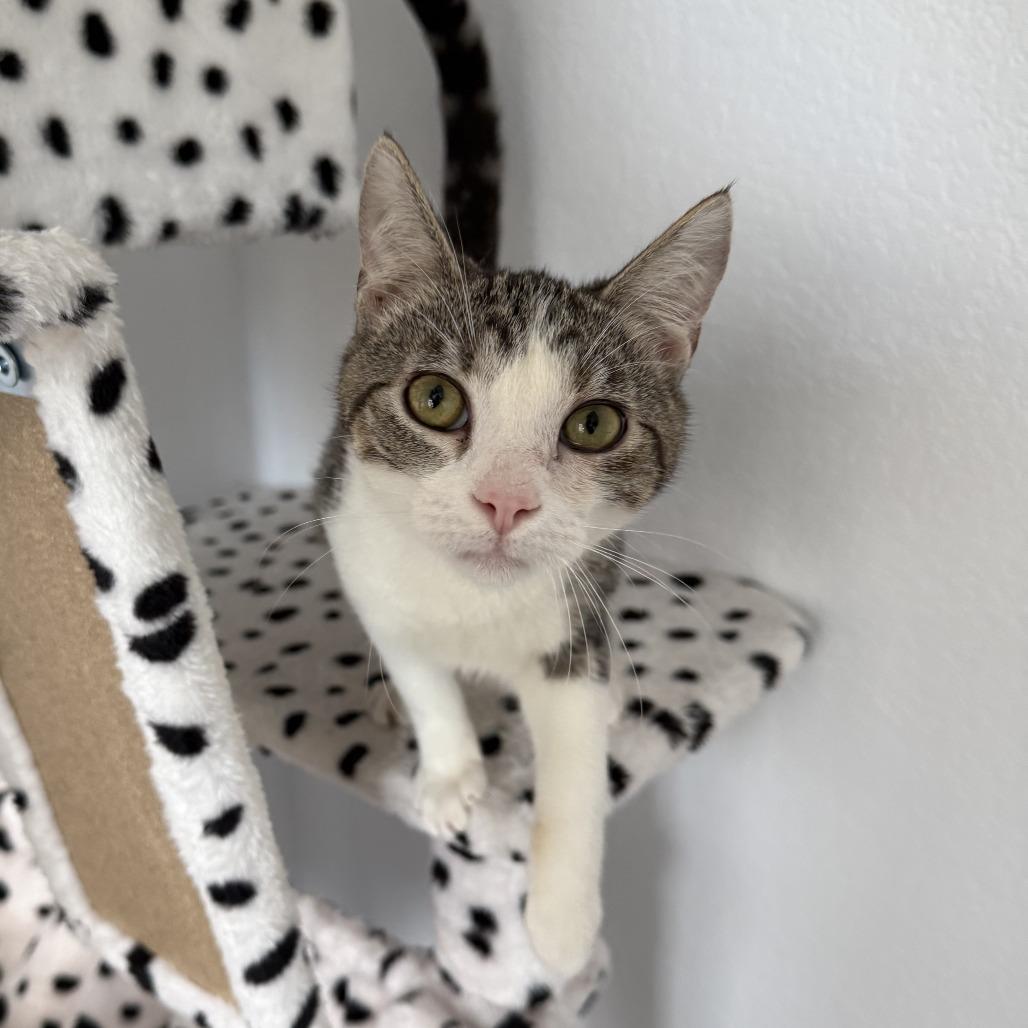 Diva, Adoptable, Young Female Domestic Short Hair.