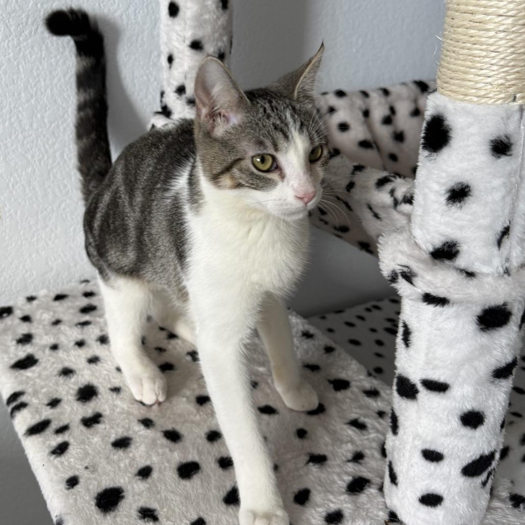 Enlarge Diva, a Adoptable Domestic Short Hair in Pleasanton, CA image 4/6