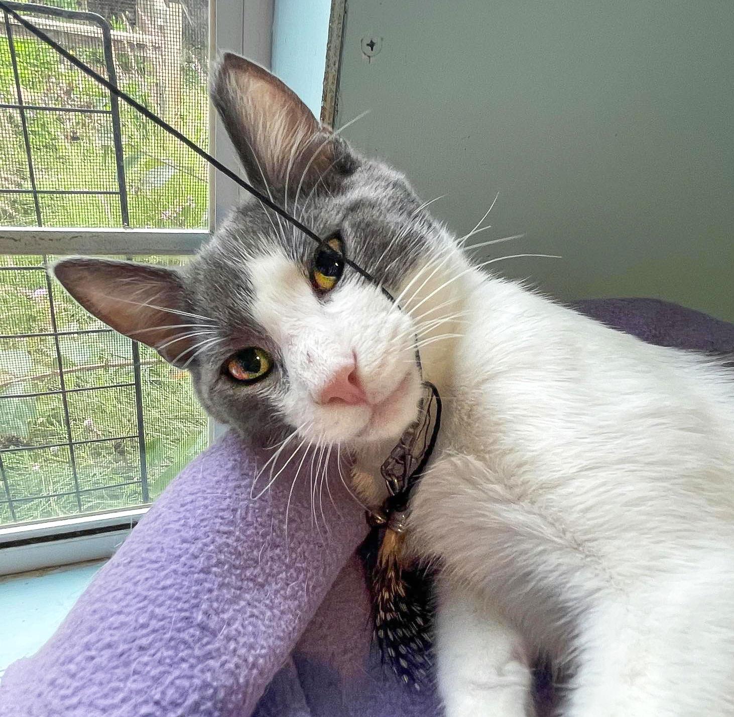 Enlarge Benji, a Adoptable Domestic Short Hair in Flint Hill, VA image 1/3