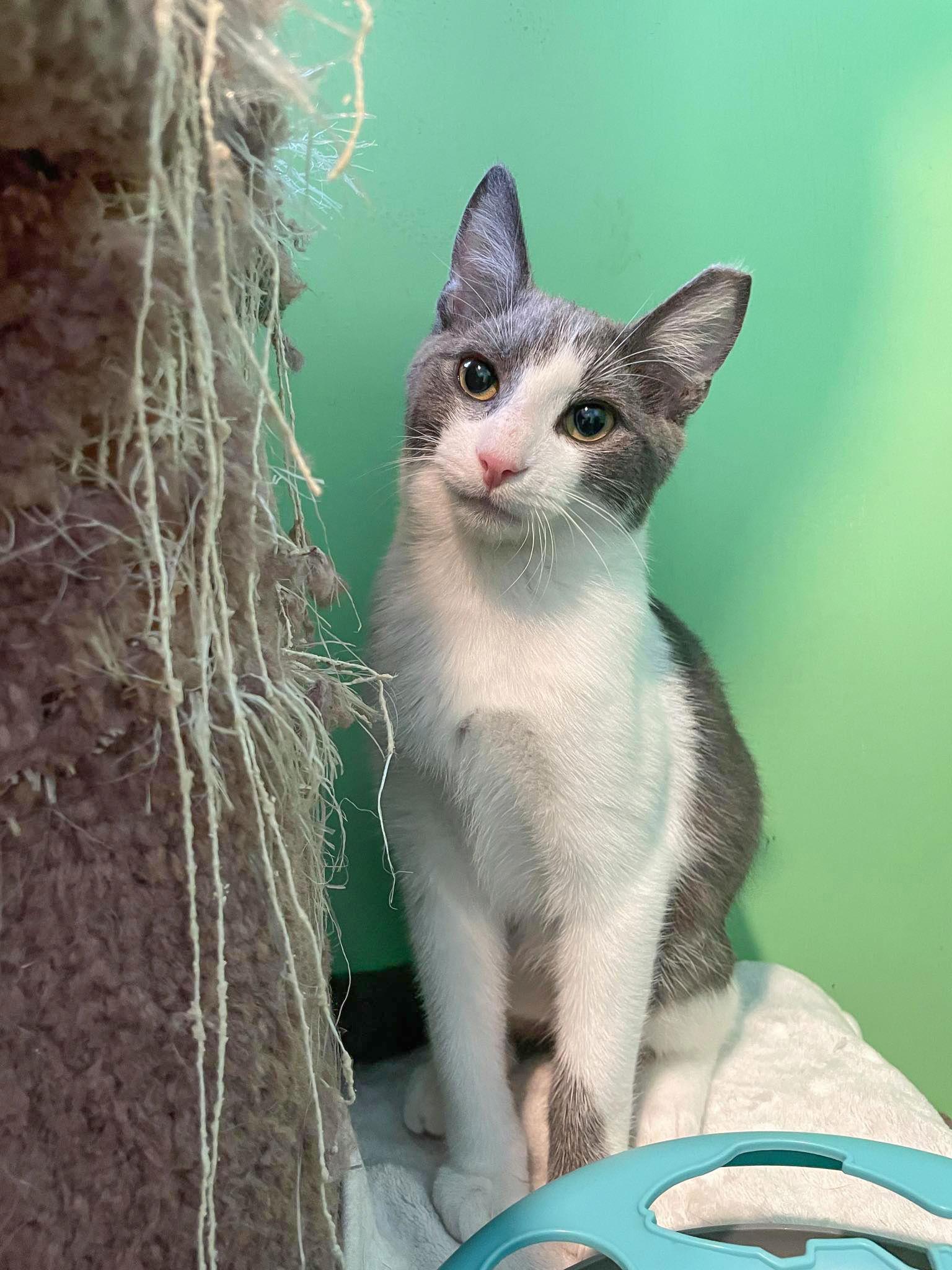 Enlarge Benji, a Adoptable Domestic Short Hair in Flint Hill, VA image 2/3