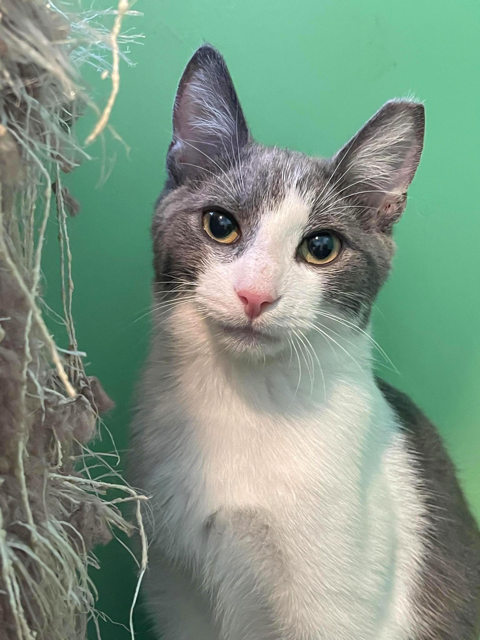 Enlarge Benji, a Adoptable Domestic Short Hair in Flint Hill, VA image 3/3