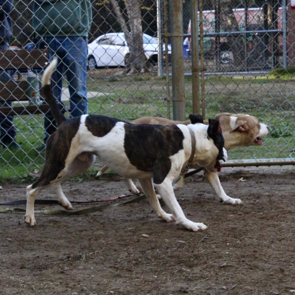 Lyro 4286 — thumbnail 2