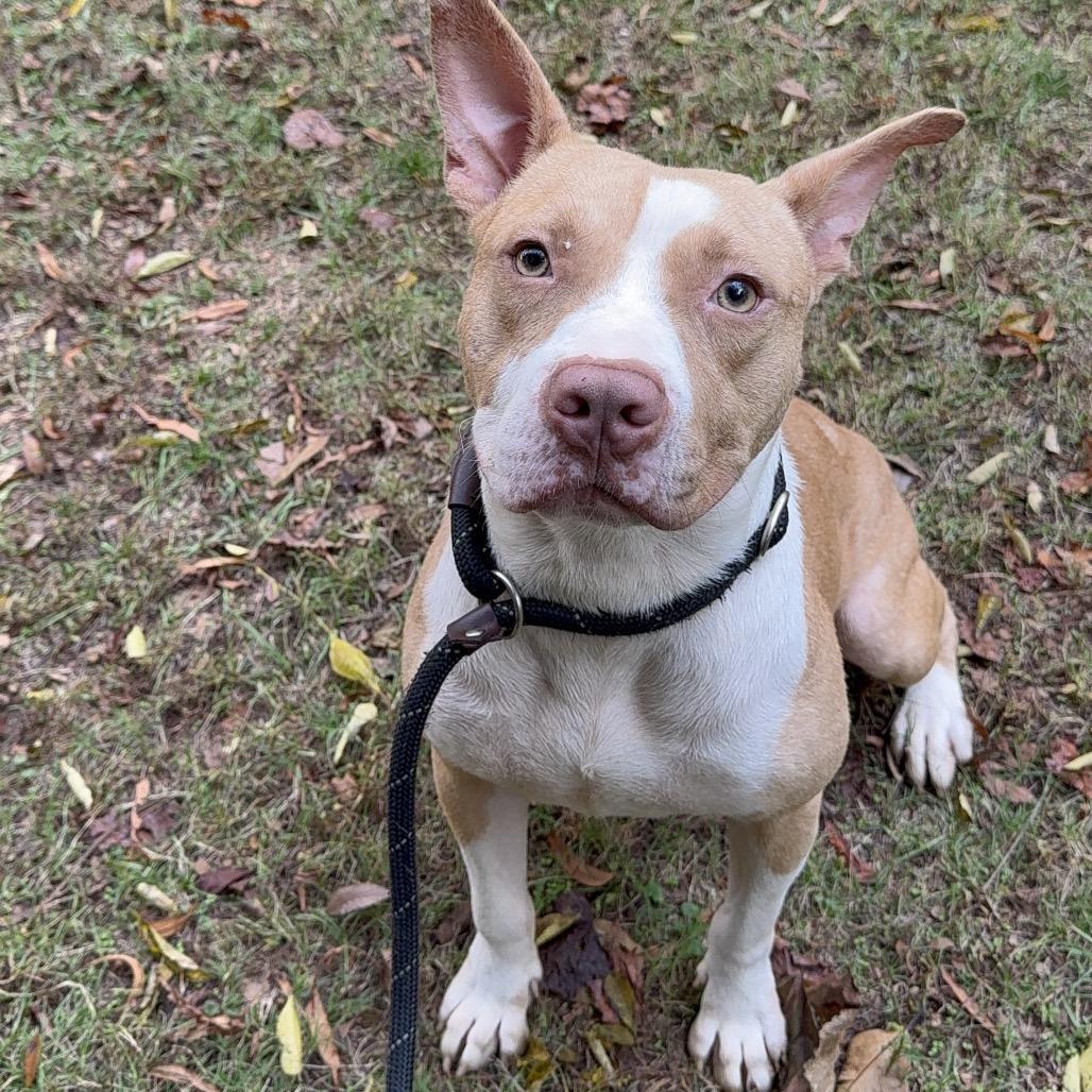 Lyro 4286 — thumbnail 3