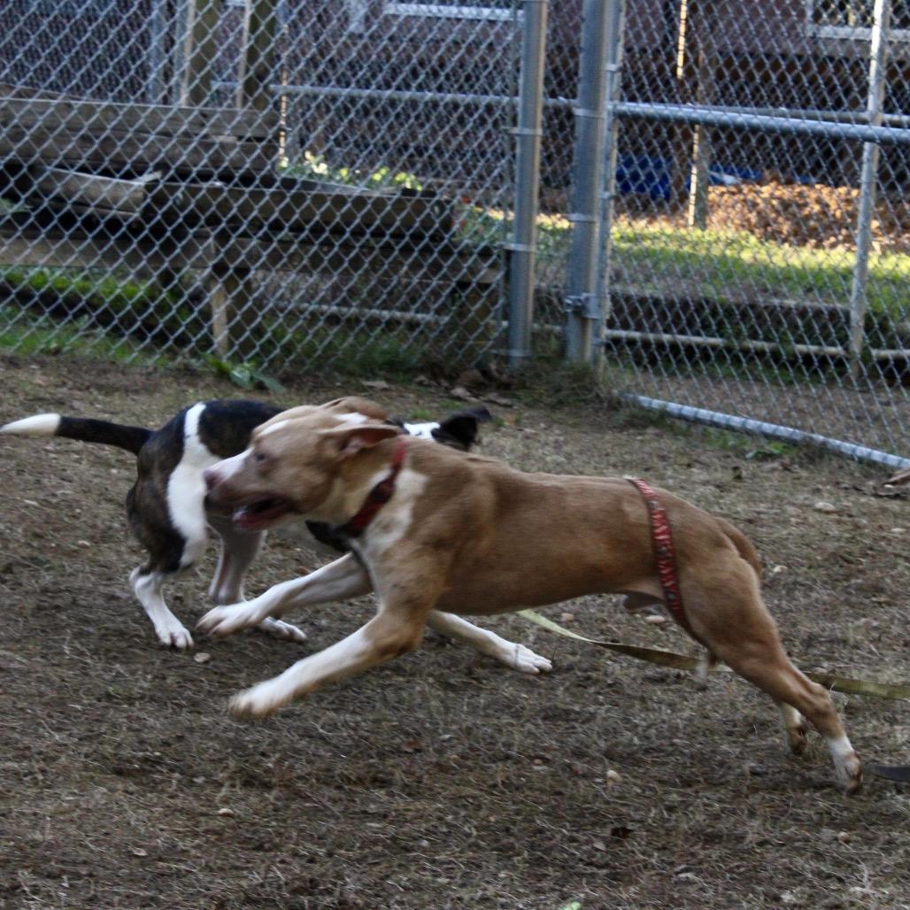 Lyro 4286 — thumbnail 5