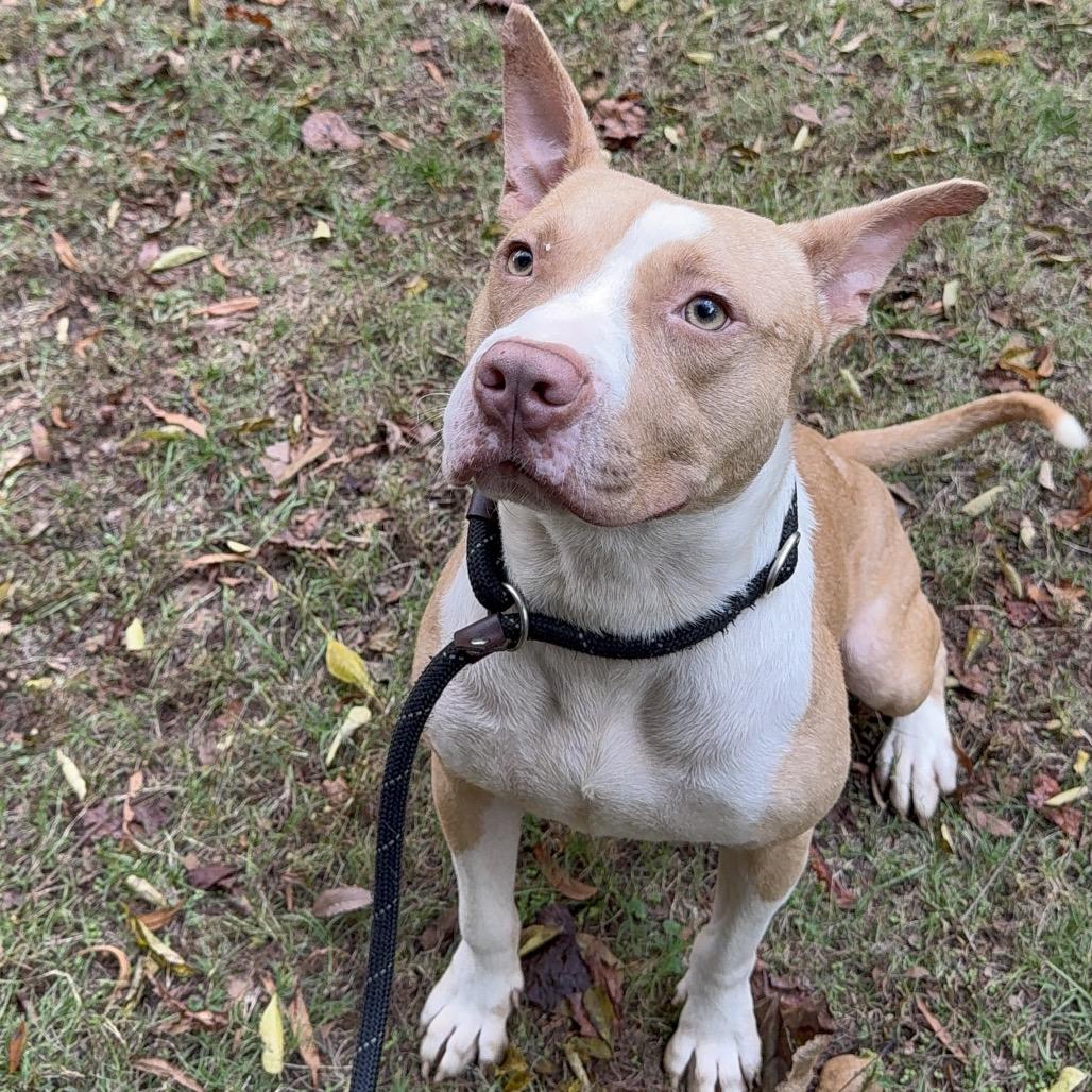 Lyro 4286 — thumbnail 6