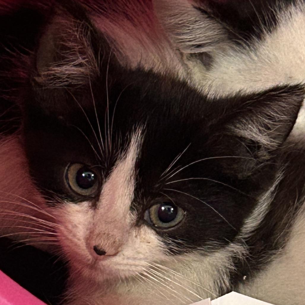 Enlarge Branch, a Adoptable Domestic Short Hair in Salt Lake City, UT image 1/1