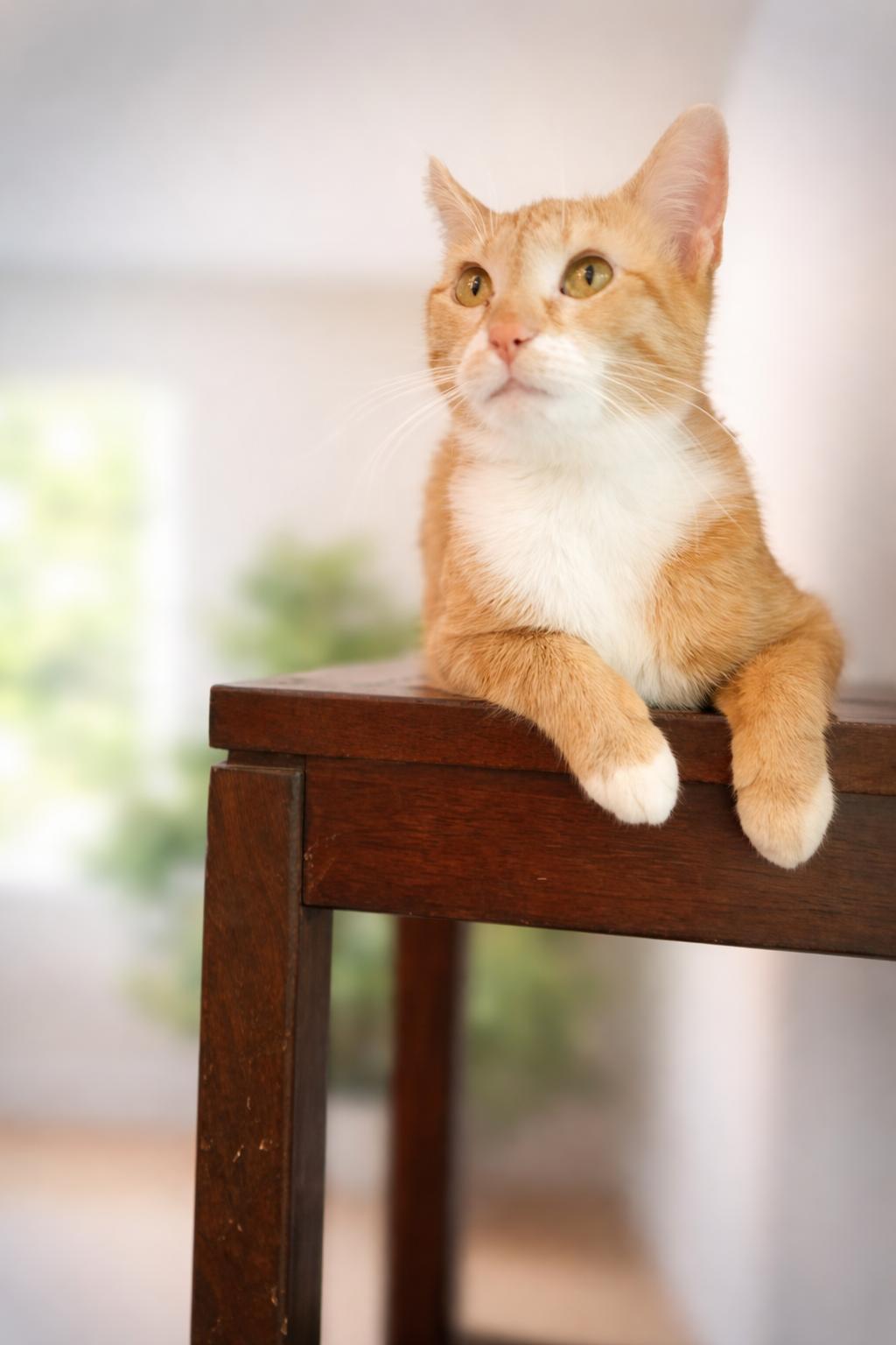 Enlarge Valentina Will Steal Your Heart!, a Adoptable Tabby in Laurel, MD image 3/3