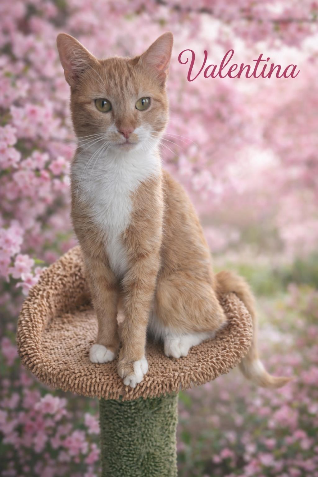 Valentina Will Steal Your Heart!, adopted, Young Female Tabby.