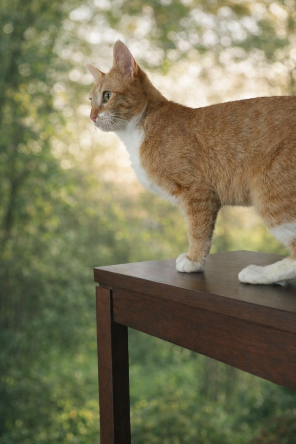 Enlarge Valentina Will Steal Your Heart!, a Adoptable Tabby in Laurel, MD image 2/3