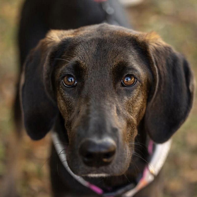 Meadow, an adopted Hound in Holly Springs, NC image 1/3