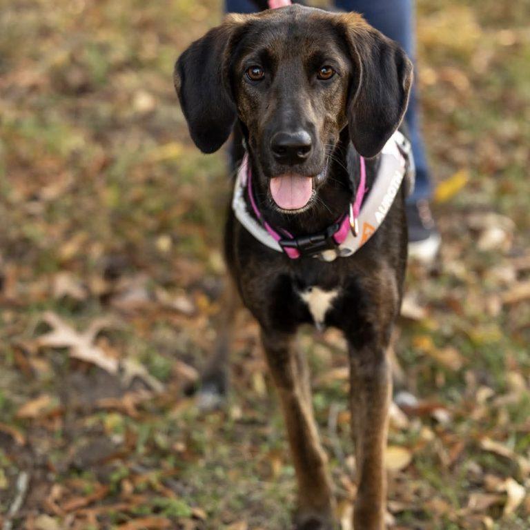 Meadow, an adopted Hound in Holly Springs, NC image 2/3