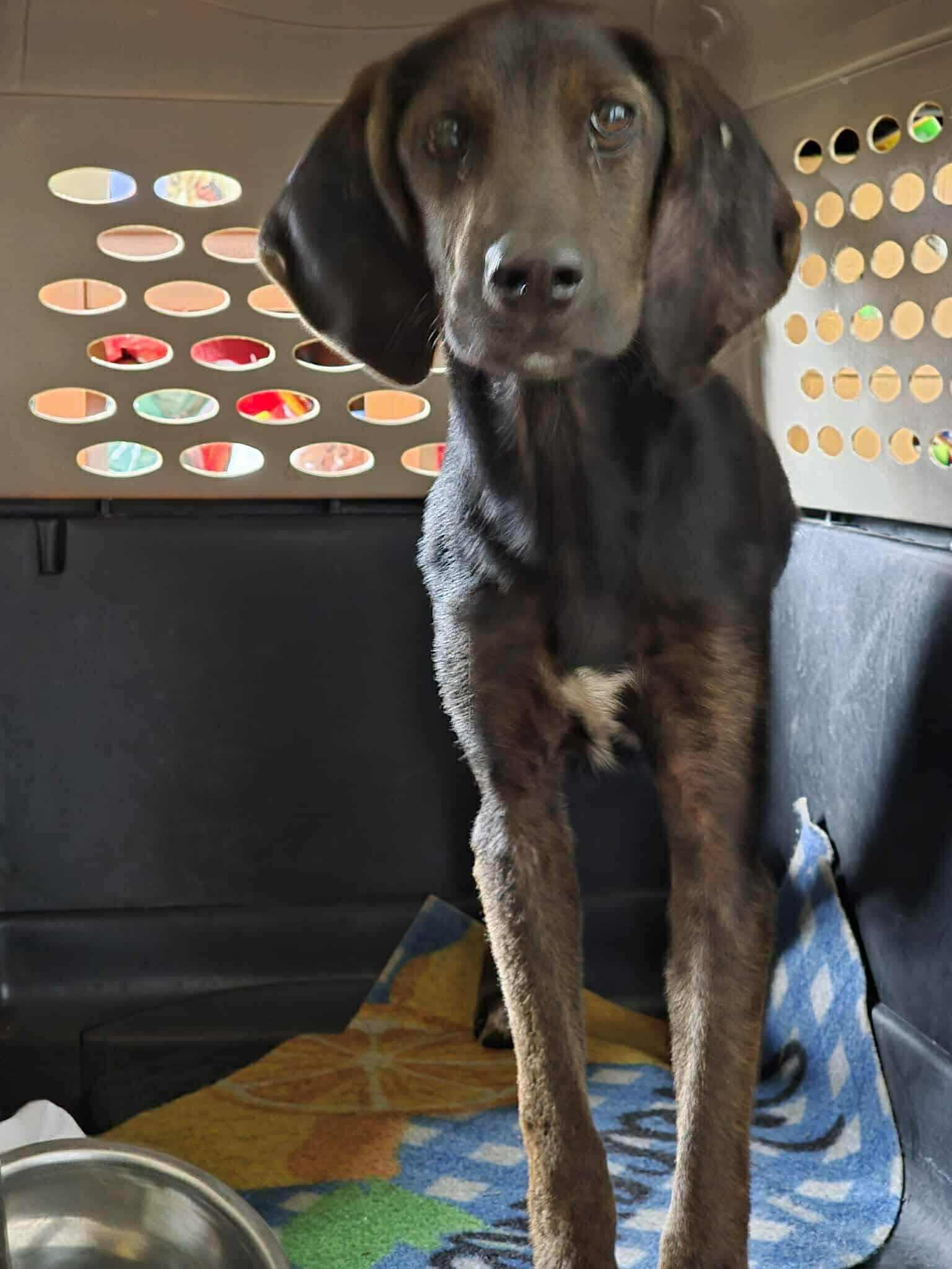 Meadow, an adopted Hound in Holly Springs, NC image 3/3