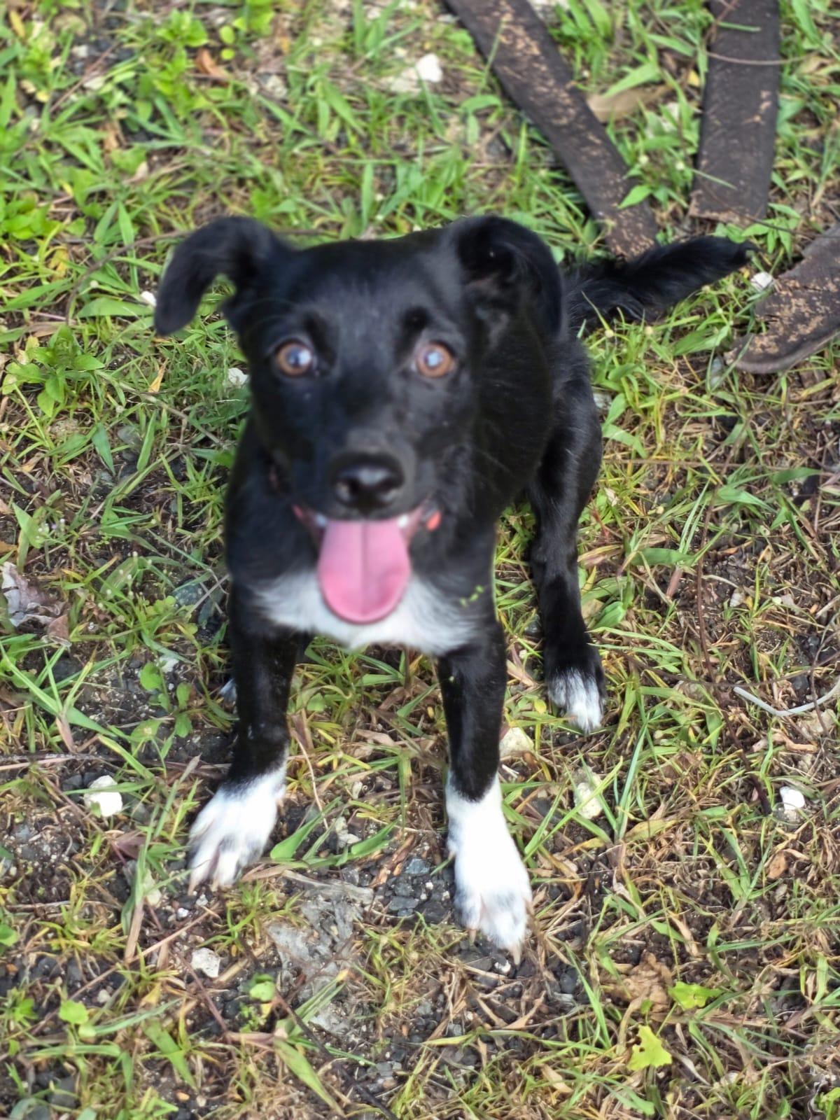 Blackie, Adoptable, Young Male Border Collie & Terrier.