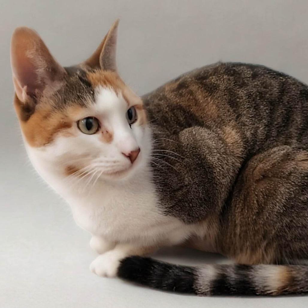 Enlarge Olivia, a Adoptable Domestic Short Hair in Oceanside, NY image 1/2