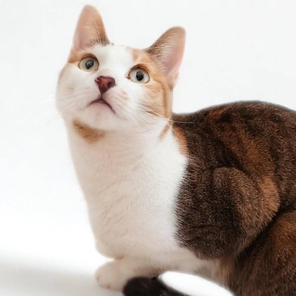 Enlarge Olivia, a Adoptable Domestic Short Hair in Oceanside, NY image 2/2