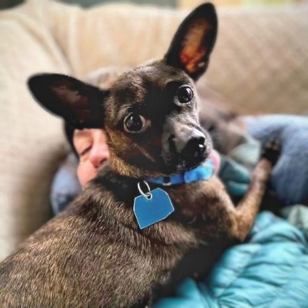 Chiclet — thumbnail 2