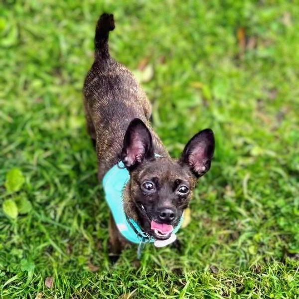 Chiclet — thumbnail 3