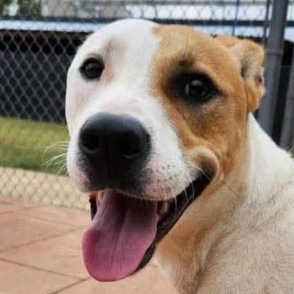 Turtle, Adoptable, Adult Male Mixed Breed.