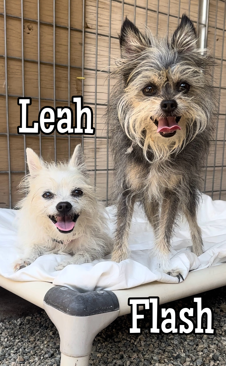Enlarge Leah & Flash, a Adopted Terrier in Agua Dulce, CA image 1/2
