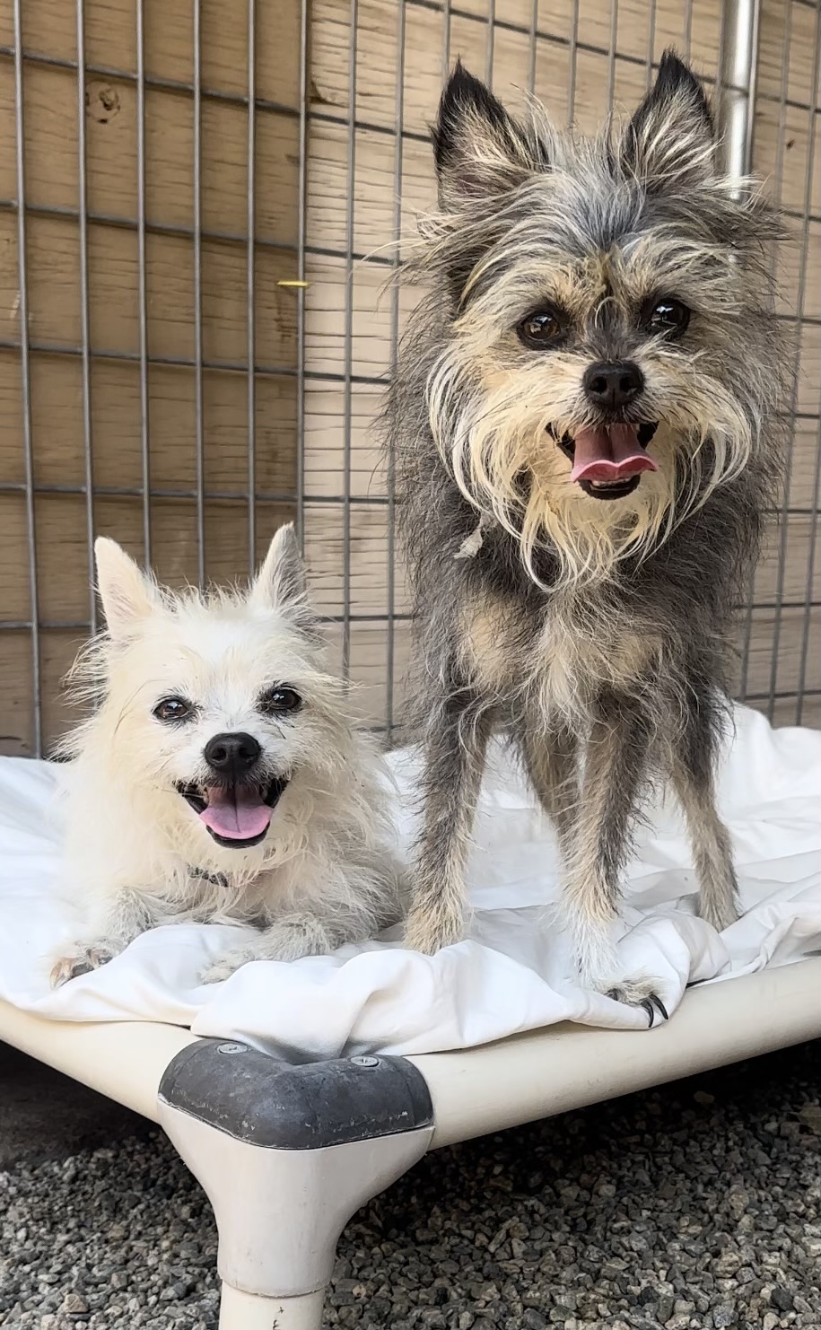Enlarge Leah & Flash, a Adopted Terrier in Agua Dulce, CA image 2/2