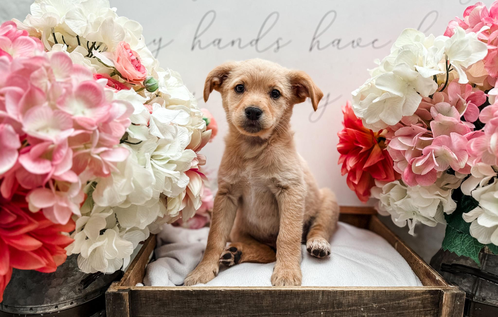 Corndog, an adopted mixed breed in Newberg, OR image 3/3