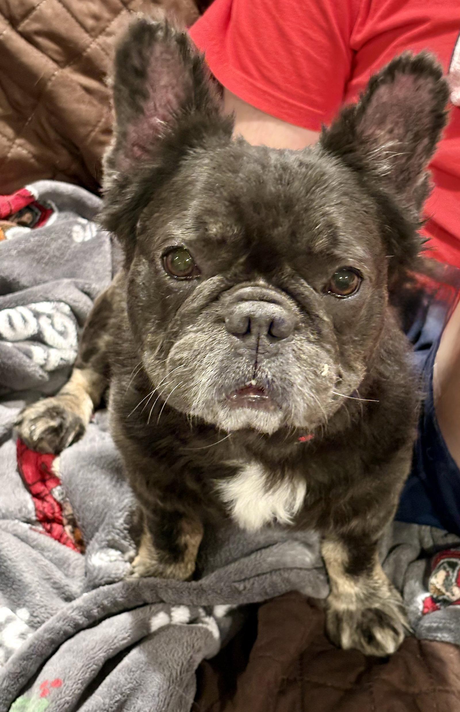 Lulu, a Adoptable French Bulldog in Fenton, MO image 1/3
