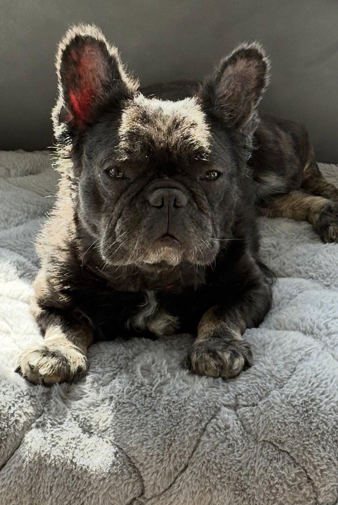 Lulu, a Adoptable French Bulldog in Fenton, MO image 2/3