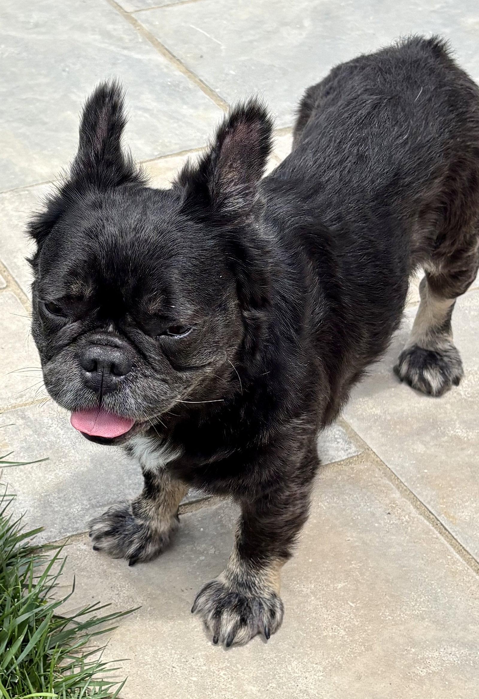 Lulu, a Adoptable French Bulldog in Fenton, MO image 3/3