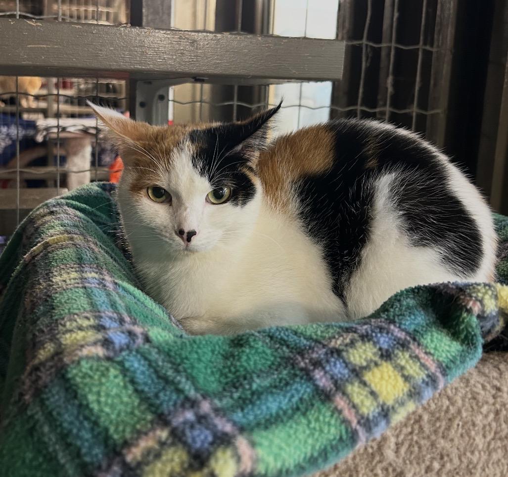 Enlarge Matchmaker, an adopted Calico in Maple Ridge, BC image 5/6