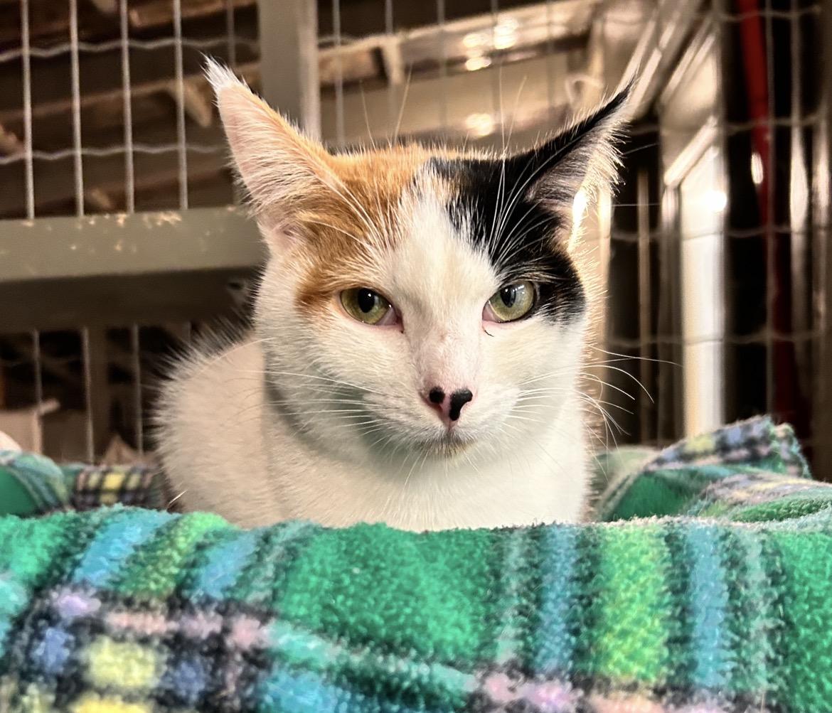 Enlarge Matchmaker, an adopted Calico in Maple Ridge, BC image 2/6