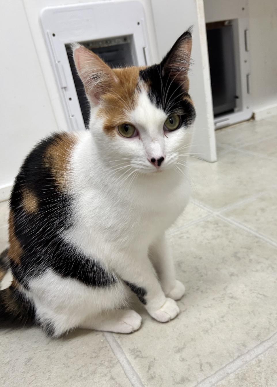 Enlarge Matchmaker, an adopted Calico in Maple Ridge, BC image 1/6