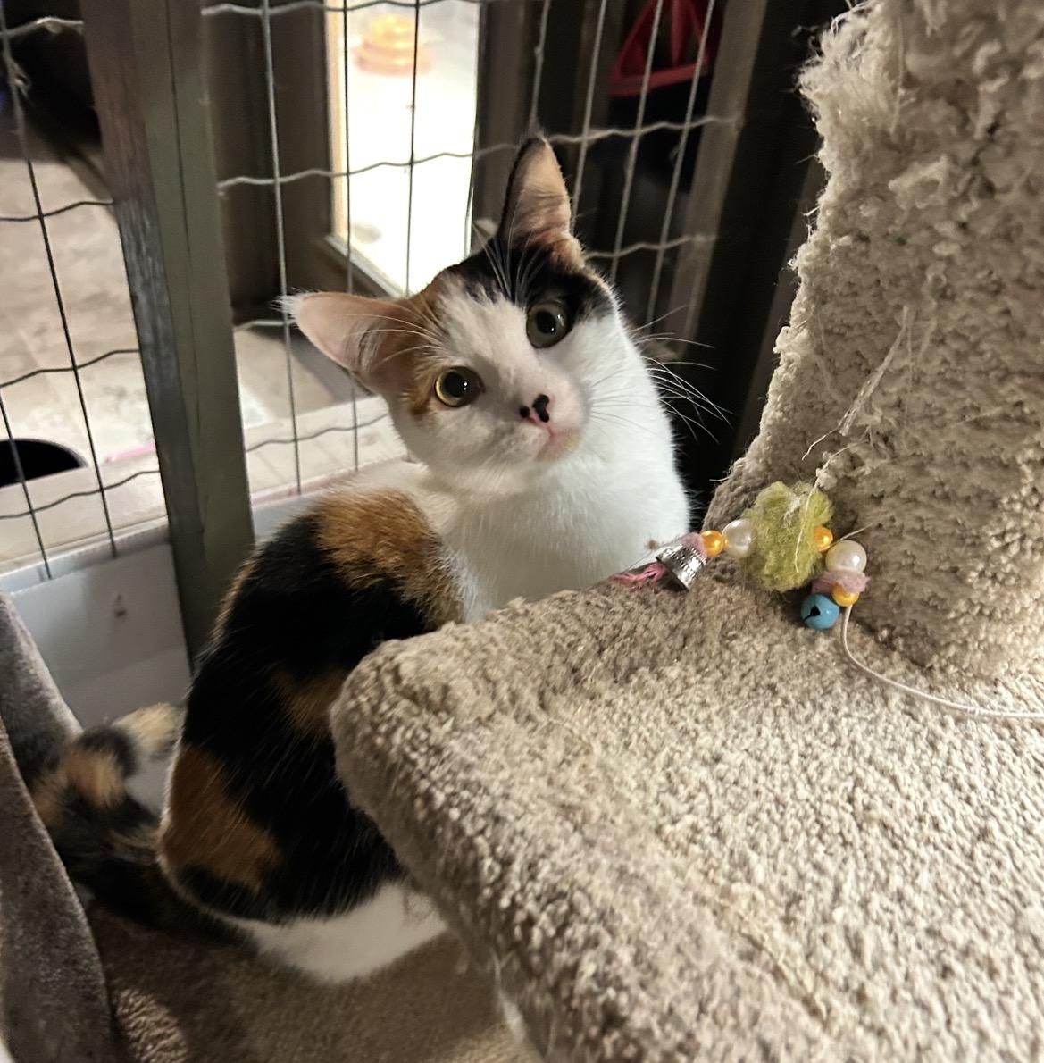 Enlarge Matchmaker, an adopted Calico in Maple Ridge, BC image 3/6