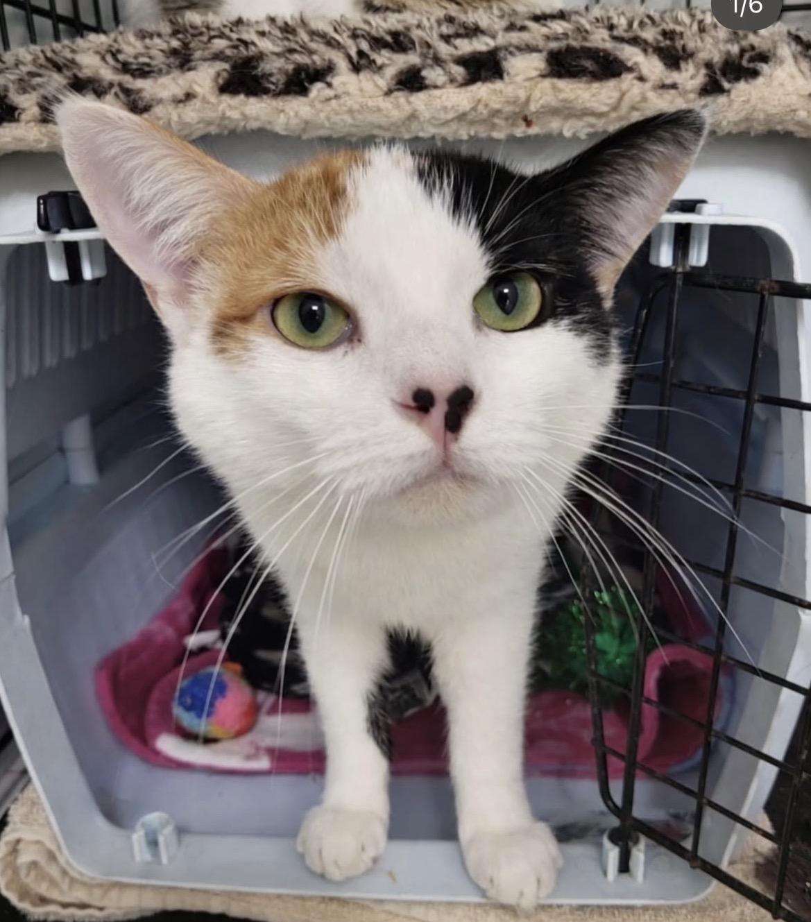 Enlarge Matchmaker, an adopted Calico in Maple Ridge, BC image 6/6