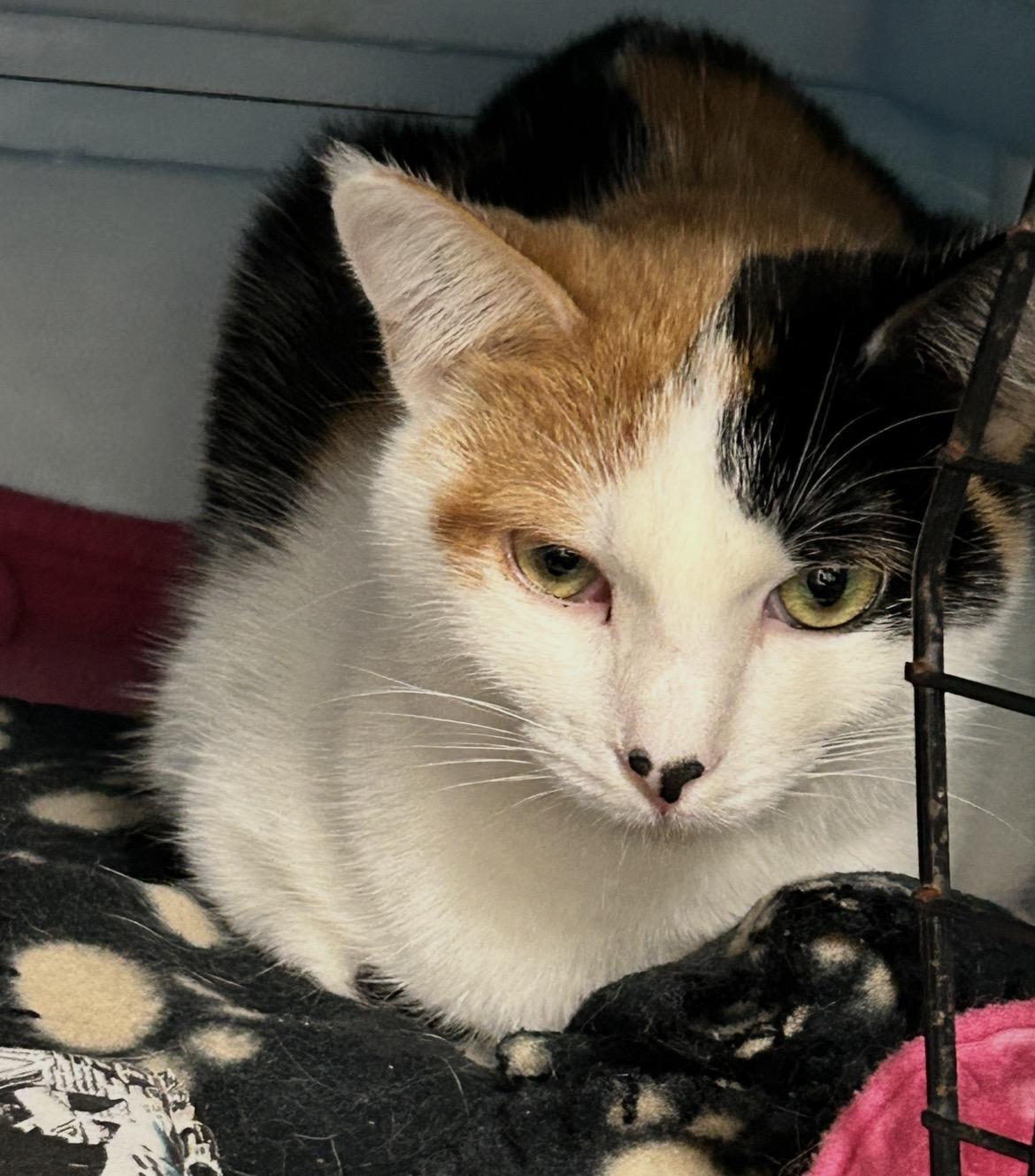 Enlarge Matchmaker, an adopted Calico in Maple Ridge, BC image 4/6