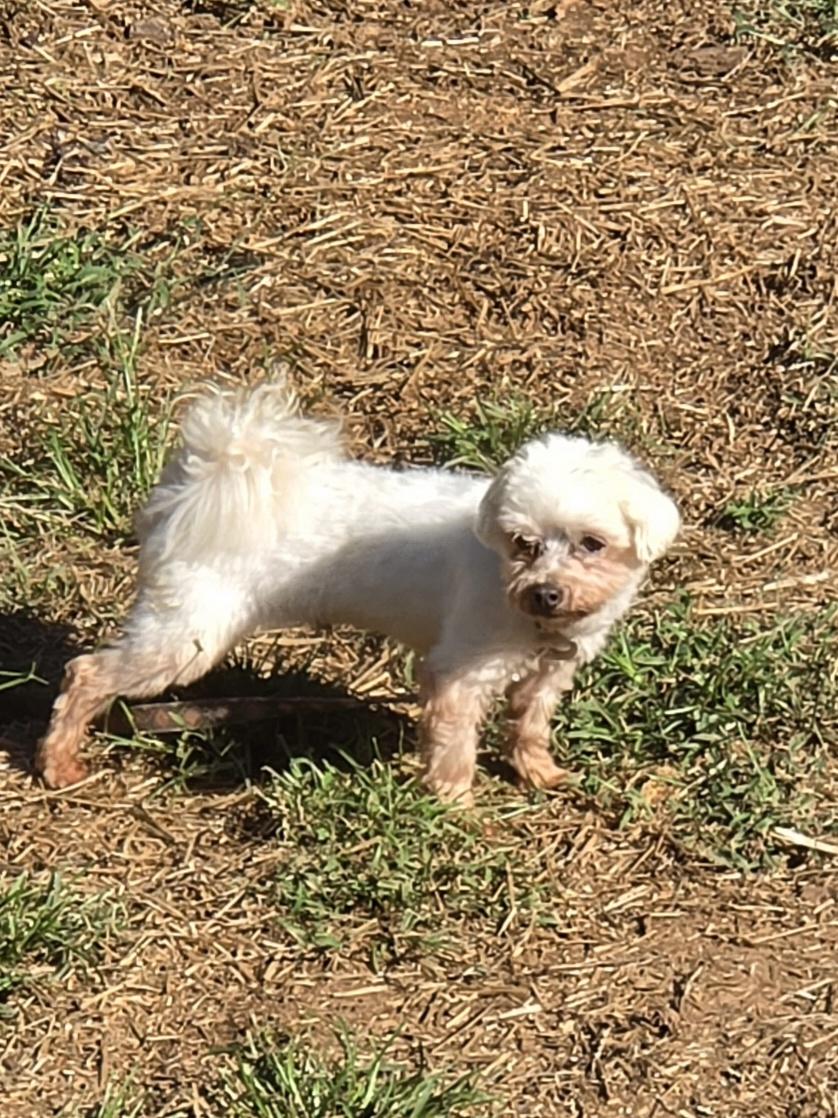 Enlarge ENGLAND, a Adopted Maltese in Troutman, NC image 4/5