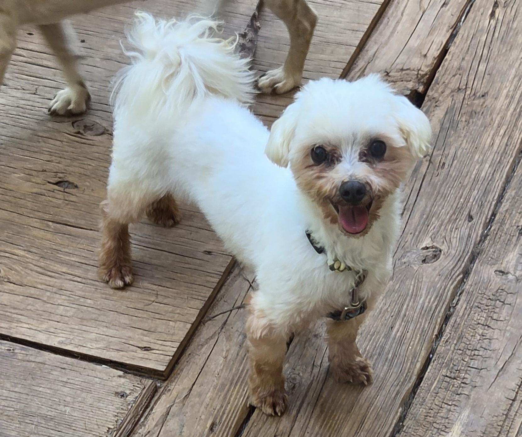 Enlarge ENGLAND, a Adopted Maltese in Troutman, NC image 2/5