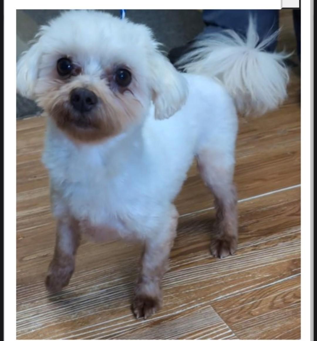 Enlarge ENGLAND, a Adopted Maltese in Troutman, NC image 5/5