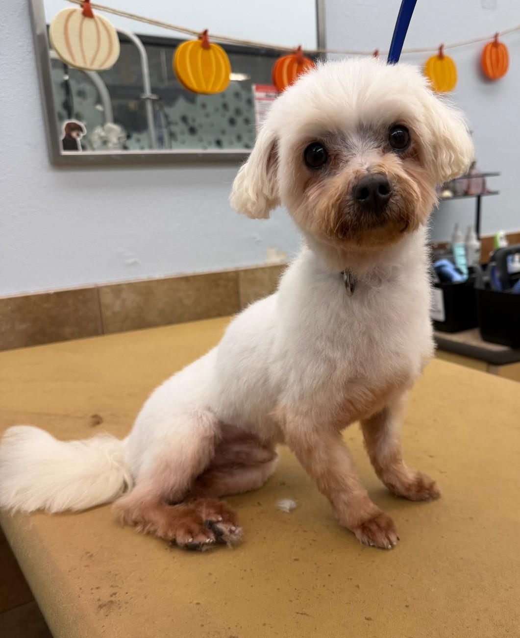 ENGLAND, Adopted, Adult Male Maltese.